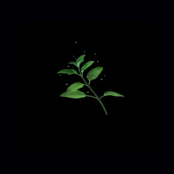 Huile essentielle froide de Menthe Naturia Ren&eacute; Furterer
